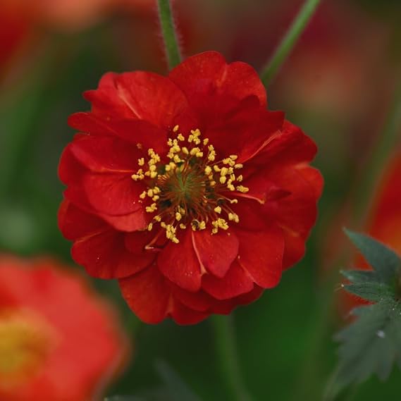 Geum 'Blazing Sunset' Scarlet Red Double Flowers Hardy Perennial Vibrant Border Plant Easy to Grow 1X 1 Litre Pot by Thompson and Morgan