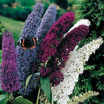 Outsidepride Butterfly Bush Mix Seeds - 100 Pcs. Perennial, Drought-Tolerant & Low Maintenance Flower Seeds for Planting Fast Growing & Aromatic, Tall Mixed Blooms, Great for Pollinator Gardens