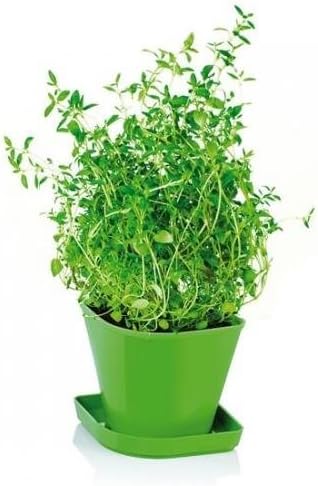 Tescoma Herb Growing Set, Thyme Sense, Assorted, 9.5 x 9.1 x 9.5 cm
