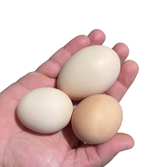 6 Fertile Chicken Hatching Eggs - Ready to hatch in just 21 days - Heavenly Farms