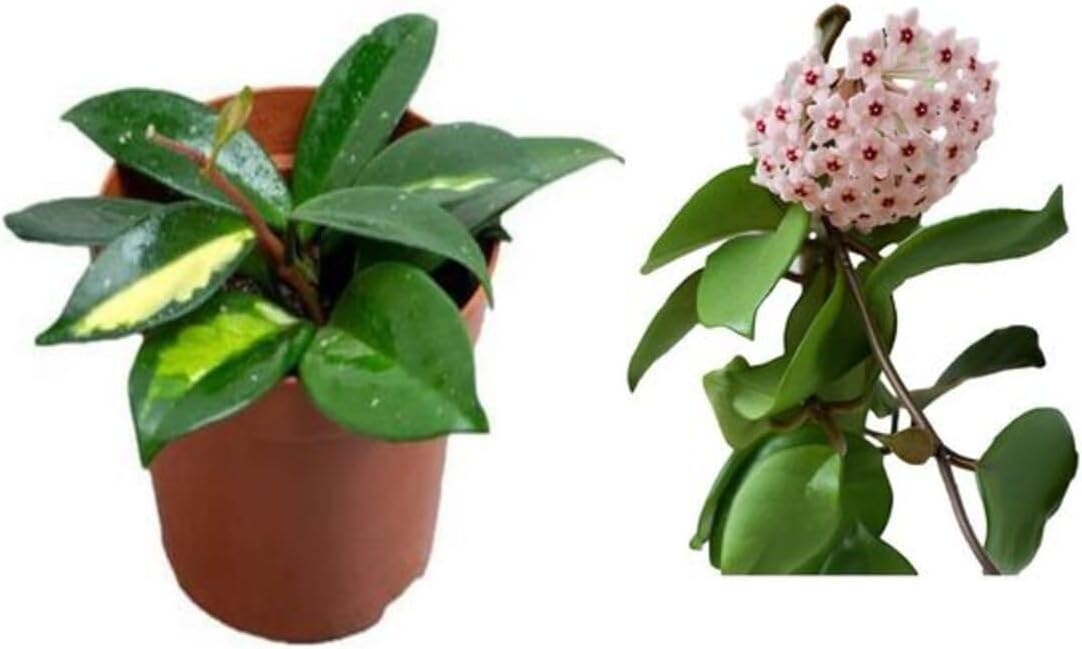 Gardenbox Mum Çiçeği Hoya Carnosa Fidesi, 1 Adet, Saksılı, 10-20 cm, İç Mekan Sarmaşık Bitki
