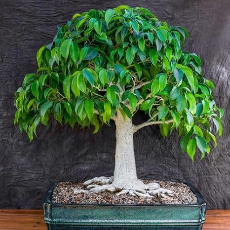 Bonsai Plant Seeds Green 50pcs
