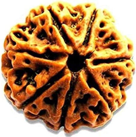 Ramneek Jewels Divya Shakti 100% Original Nepali Seven Face Rudraksha (7 Mukhi Rudraksh) 17 M.M (Spiritual and Healing Product)