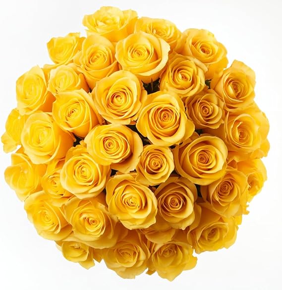 GlobalRose 100 Yellow Roses Bouquet -Responsibly Sourced Roses Fresh Flowers - Hand-Picked Flowers Fresh Bouquet for Graduation, Anniversary, Birthday & Special Occasions (4 Bunches of 25 Stems)