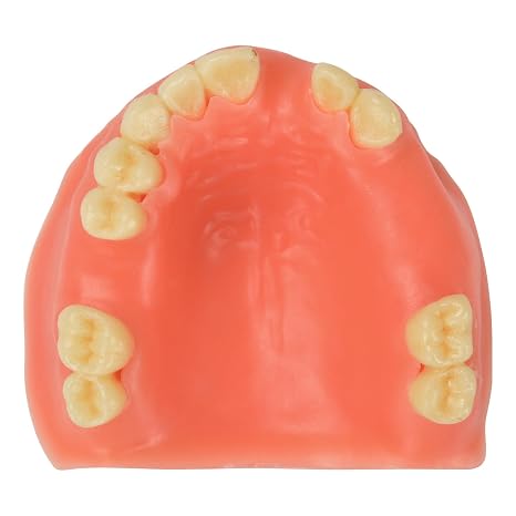 Ultrassist Human Maxillary Teeth Model with Missing Partial Teeth