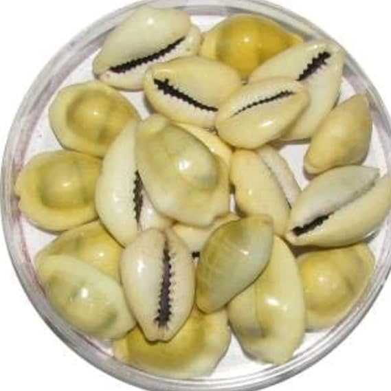 Lakshmi Peeli/Yellow Kawri Kodi Peeli Cowrie Sea Shell | Laxmi and Diwali Pooja Article Kaudi Shells (Natural Yellow) - Set of 11
