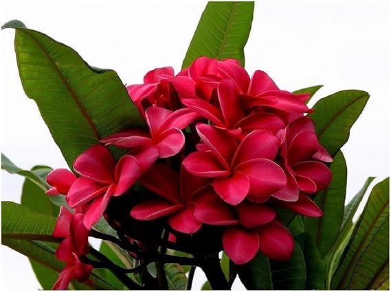 Red Plumeria Frangipani Plant Cutting Hawaii Cx8 | Fragrant Tropical Flower For Indoor or Outdoor Home Gardens & Landscapes Easy to Grow