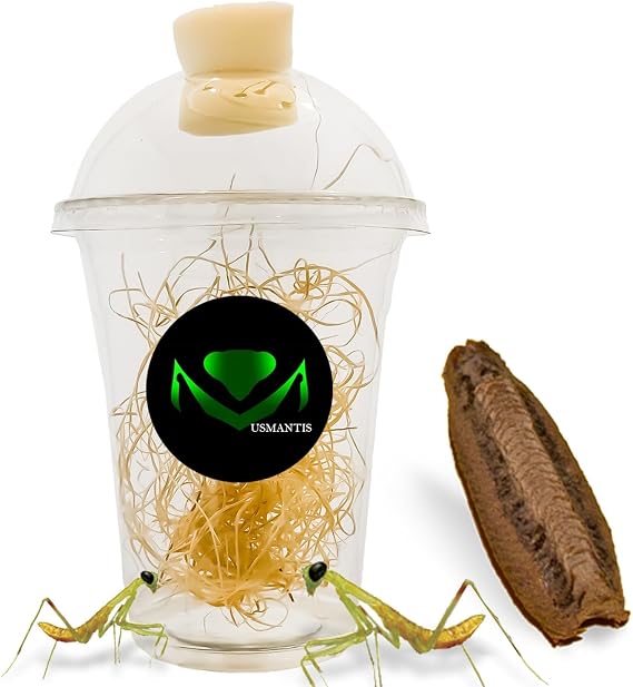 USMANTIS Carolina Praying Mantis Egg Cases Hatching Habitat Cup (Pack of One Case) - Package  with a Transparent Habitat Cup, Each Egg Case Produces Approximately 50 to 200 Baby Nymphs mantises