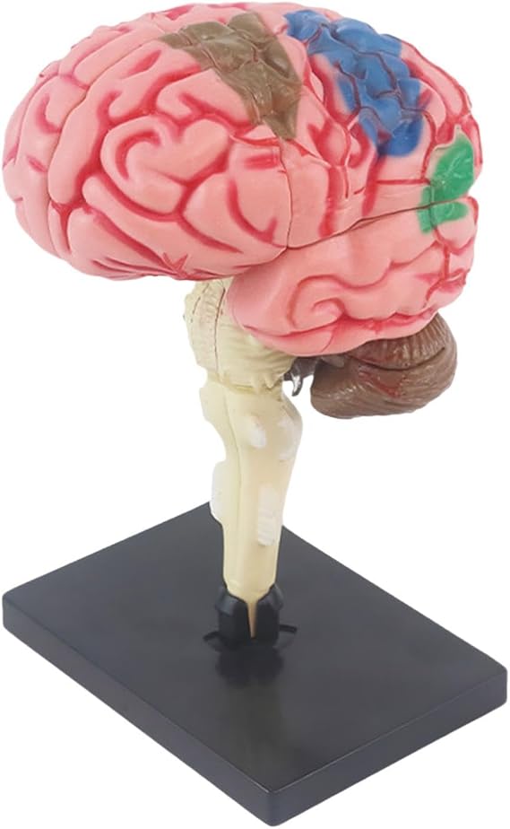 Brain Model 4D Disassembled Desk Figure Anatomical Model for Teaching Science