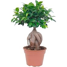 Gardenbox Bonsai 25-30cm Canlı Ev Salon Bitkisi, Ofis Bitkisi