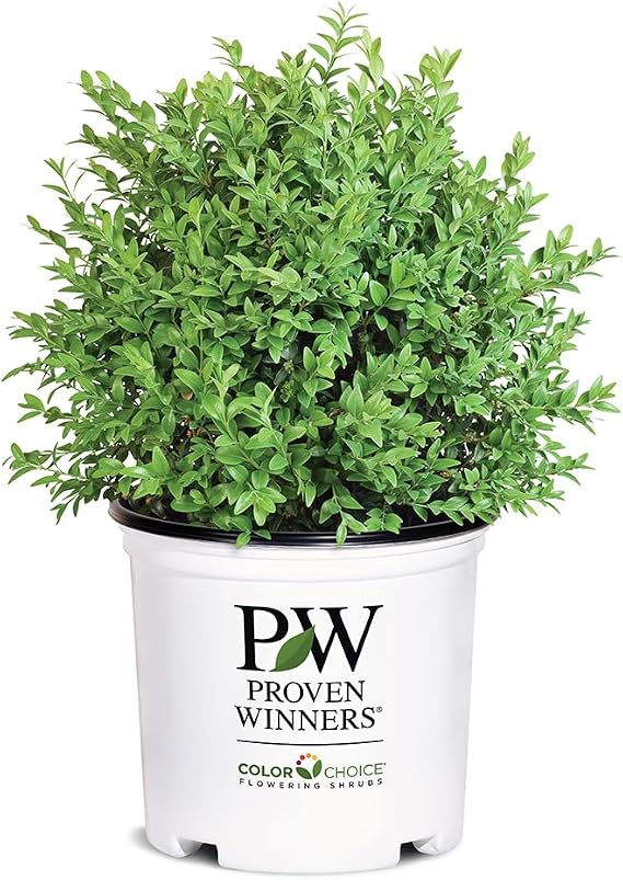 1g Proven Winners North Star Boxwood Shrub