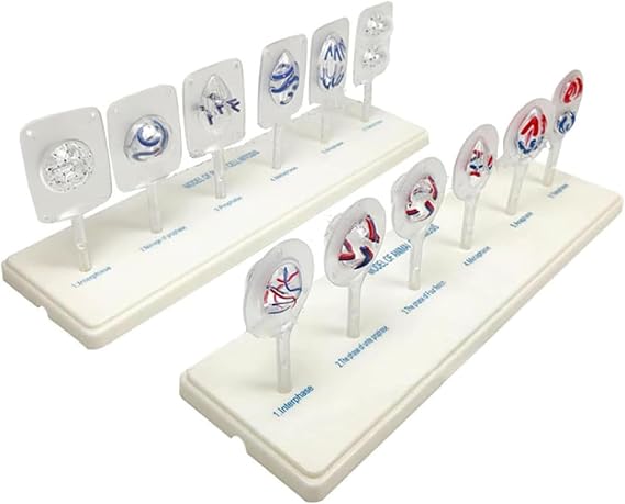 Biological Cell Models, Animal Cell Meiosis Model, 12 Parts Medical Science Anatomy Cell and Mitosis Model Set, for Biology Science Education Demonstration, Lab Supplies