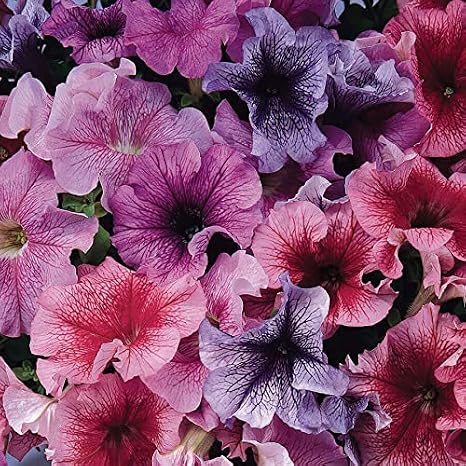 Park Seed Daddy Mix Petunia Grandiflora 4-Inch Blooms in Blue, Red, Sugar, and Peppermint with Striking Veining, Upright Mounded Habit for Baskets or Containers Pack of 10