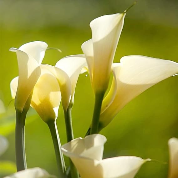 Calla Lily Bulbs.Strong Plants That Grow Well Mix Golden Jade Carving Feels Beautiful//。CXXFGFT.-4 Bulbs-E
