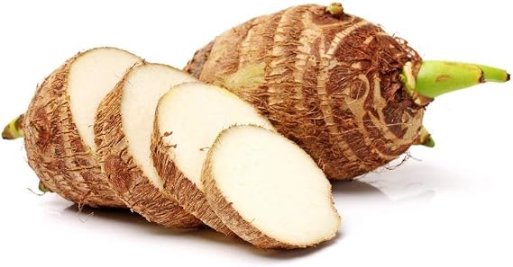 5 Taro Bulbs: Green Elephant Ear Plants. Colocasia Esculenta, Cocoyam Plant, Fast Growing Edible Vegetable. Contains Many Antioxidants and Vitamins Easy to Grow