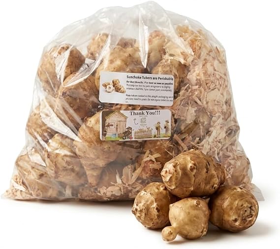 20 Live Jerusalem Artichoke Tubers | Sunchokes by Greenhouse PCA | Fresh Sunchoke Bulbs for Eating or Planting