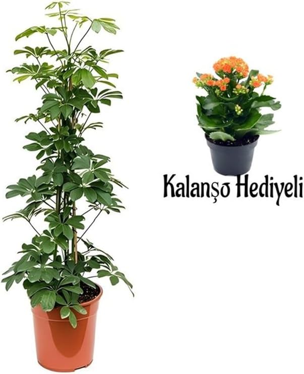 Yeşil Yaprak Şeflera Çiçeği, 80-100 cm, Saksılı, Turuncu Kalanşo Hediyeli, İç Mekan Bitki