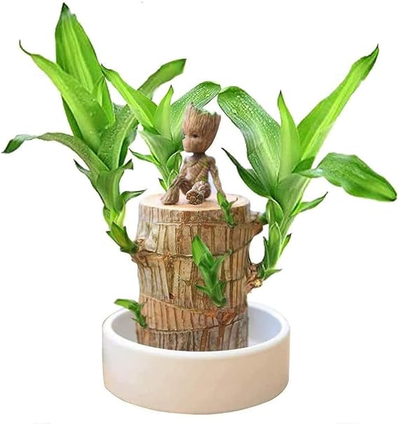 Lucky Wood Plant Brazilian Wood Hydroponic Water Potted Plant Stump ,Clean Air Mini Wood Plant Pot for Office Desktop Decoration