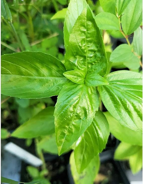 Italian Sweet Basil 100 Garden Herb Seeds! Wholesome Non GMO Aromatic Dark Green Herb Gardening Spectacular Pesto! Indoors or Out