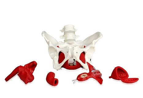 VAP216 Female Pelvis with Organs | Pelvic Floor Muscles and Reproductive Organs | Removable Organs Include Uterus, Colon and Bladder