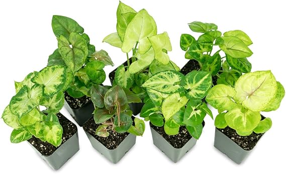 Syngonium (Grower's Choice)
