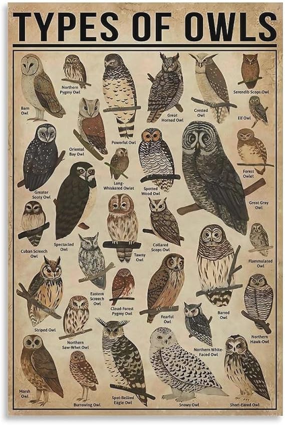 JHAMZPOSTER Animal Owls Poster Vintege Types of Owls Educational Canvas Wall Art Aesthetic Decorative Painting Living Room Restaurants, Pool Halls And Hotelsstyle 12x18inch(30x45cm)