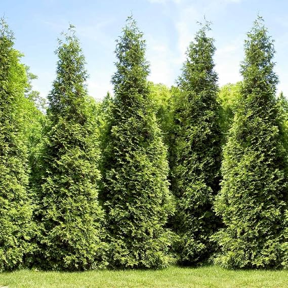 Brighter Blooms Junior Giant Thuja Tree, 3-4 ft.