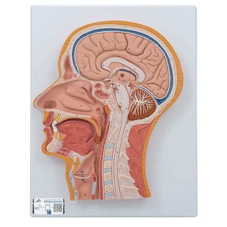 3B Scientific C12 Median Section Head - 3B Smart Anatomy