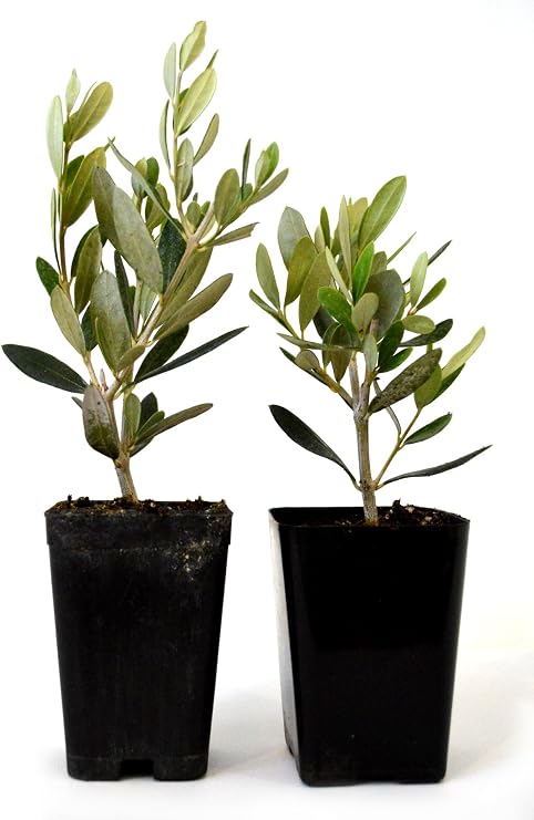 9GreenBox - Olive Tree - Tree of Peace - Olea europaea - 2 Pack