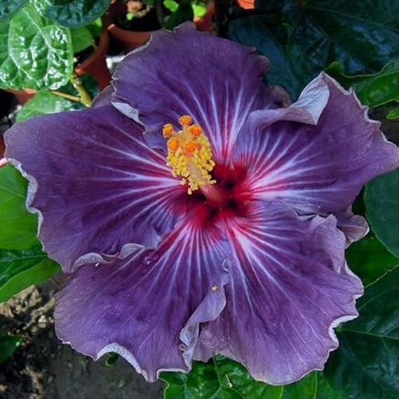 CHUXAY GARDEN Purple Hibiscus-Confederate Rose Dixie Rosemallow Cotton Rose 10 Rare Seeds Heirloom Gardening Showy Accent Plant Fast Growing & Maintain