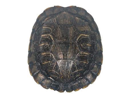3-4" Red Ear Turtle Shell (227GS-0304)