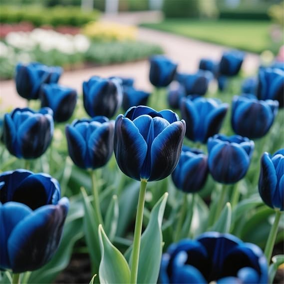 Wedding Flowers, Easy Plant, Tulip Bulbs-Hardy, That Grow Fast, Golden Jade Carving, Strong Plants, 5bulbs-f