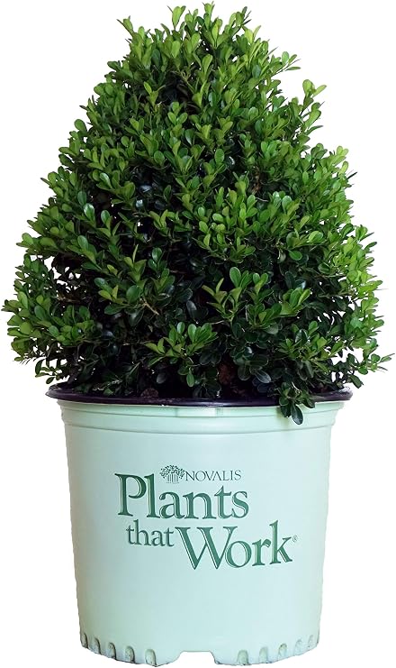 Plants That Work - Buxus 'Cranberry Creek' (Boxwood) Evergreen, 3 - Size Container