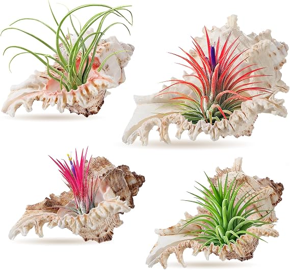 ANPHSIN 4 Pack Conch Sea Shell Air Plant Holders- 4-5 inches Natural Airplant Pot, Decorative Tillandsia Succulent Display Container for Gardening Housewarming Gifts Home Table Decors, No Plants