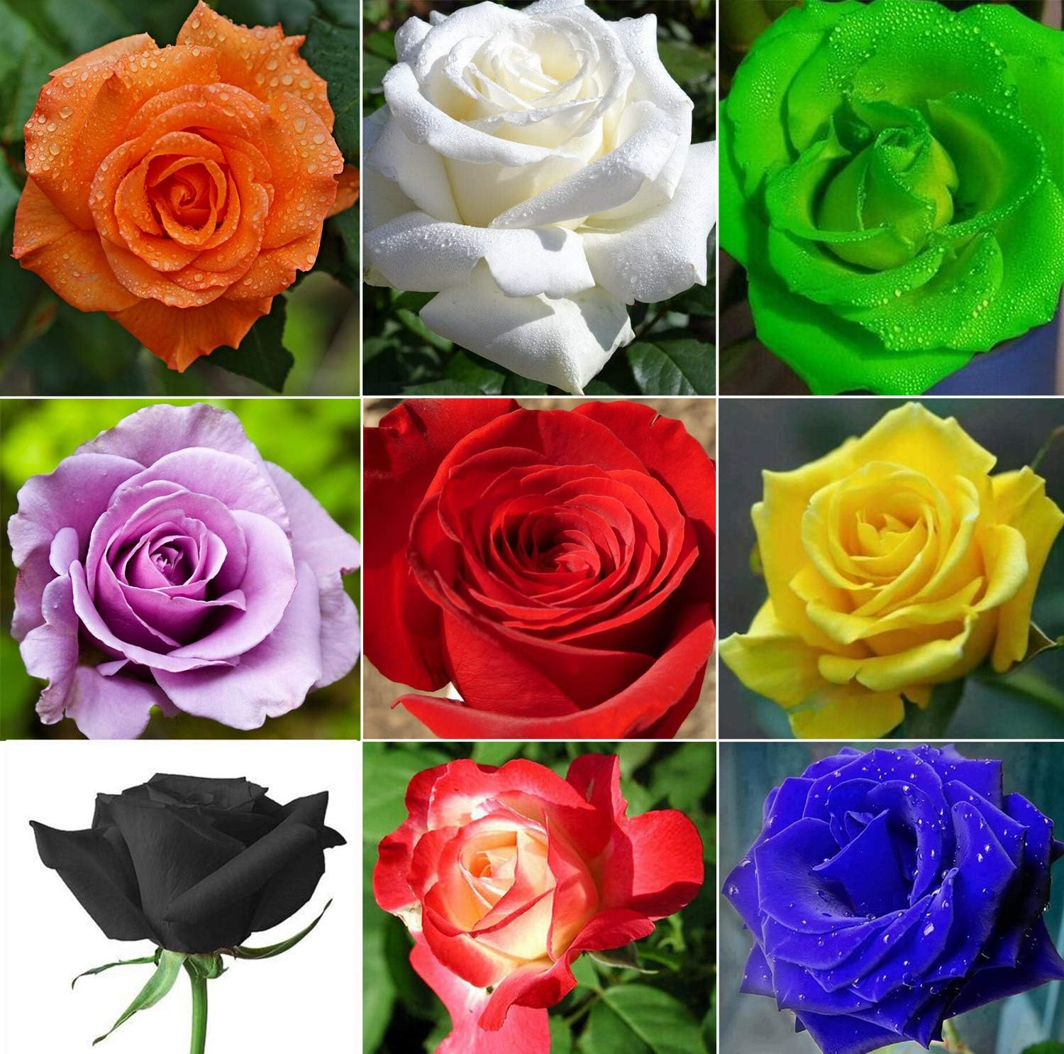 100 Mixed Multicolored Rose Flower Seeds Perennial Flowers Rare Plants Garden Bonsai