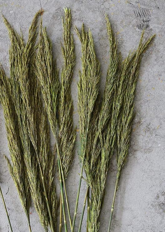 Afloral Preserved Green Plume Reed Grass