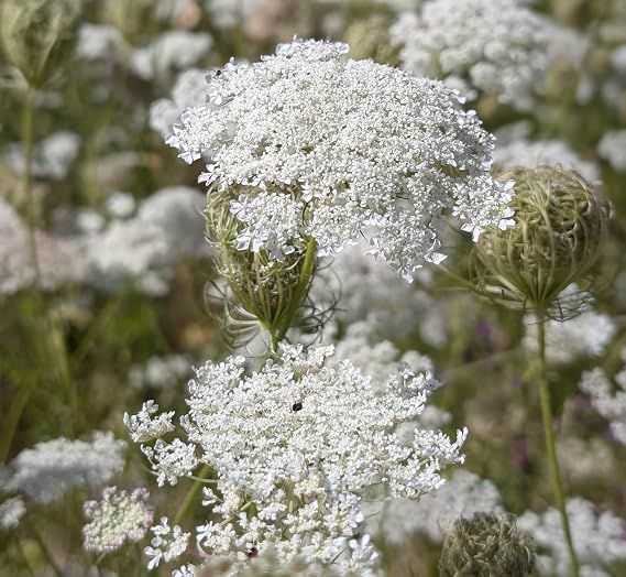 Wild Carrot Wildflower Seed - Daucus carota, 3 Grams - 3000 Seeds