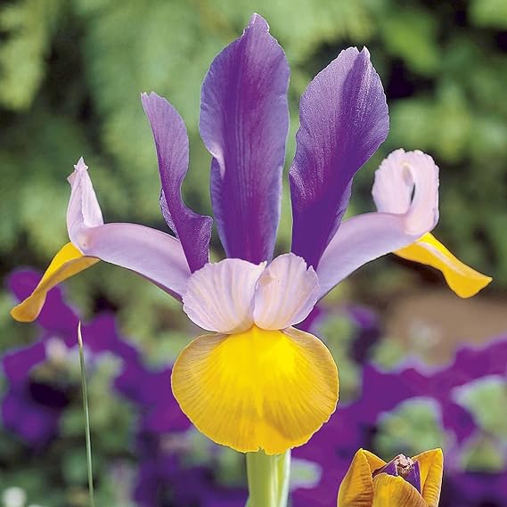 Votaniki Iris Hollandica Frans Hals - Stunning Dutch Iris with Bold Yellow and Purple | Spring & Summer Flowers for Any Garden - Dutch Iris Bulbs, Easy to Grow Hardy Perennials (6 Pack)