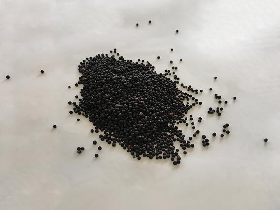 Cowherb Seed | Vaccaria segetalis (Neck.) Garcke Seed | Wang Bu Liu Xing Zi |