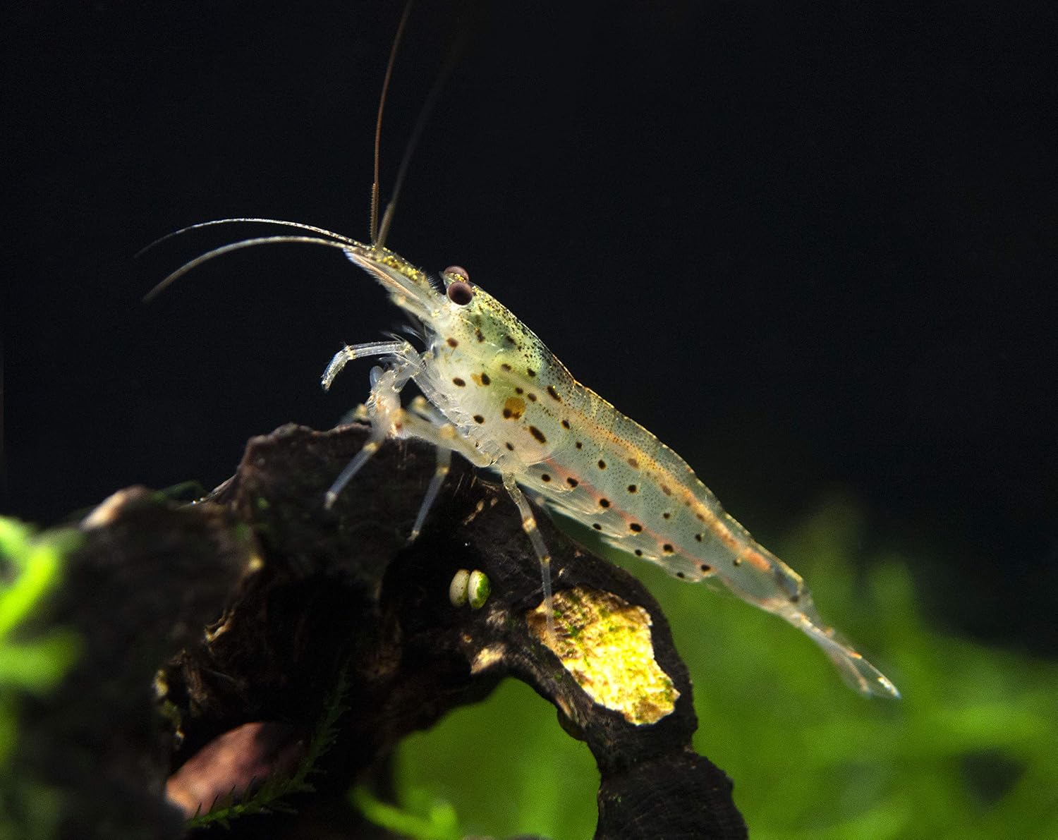 Aquatic Arts 1 Amano Shrimp | Live Freshwater Aquarium Clearer | Real Living Nano Fish Kit | Natural Glass Clearing Dwarf Caridina | Live Shrimp