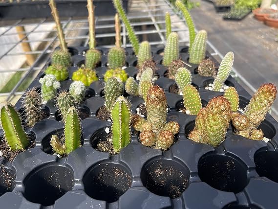 36Pc. of cacti and Succulents Mix