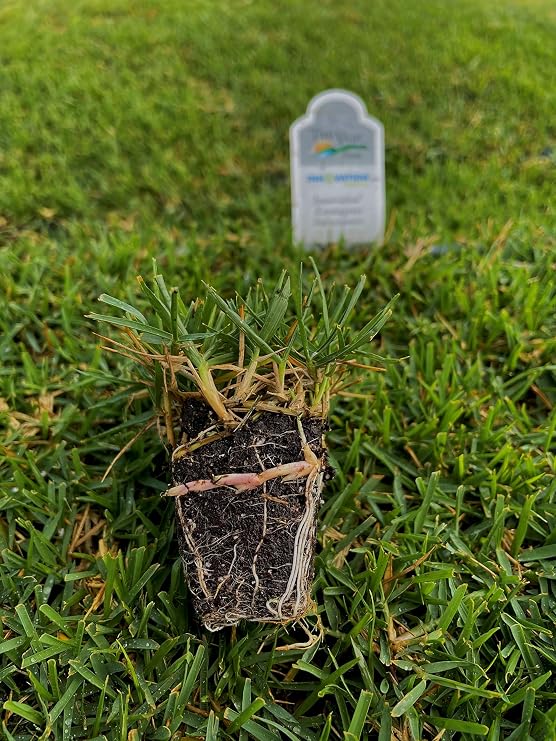 InnovationTM Zoysia Grass